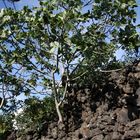 Albero di Pistacchio di Bronte