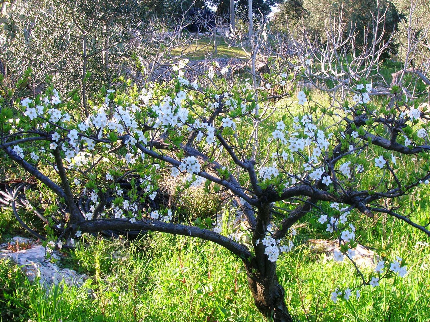 Albero di pruno Foto Immagini piante, fiori e funghi, animlii, natura Foto su