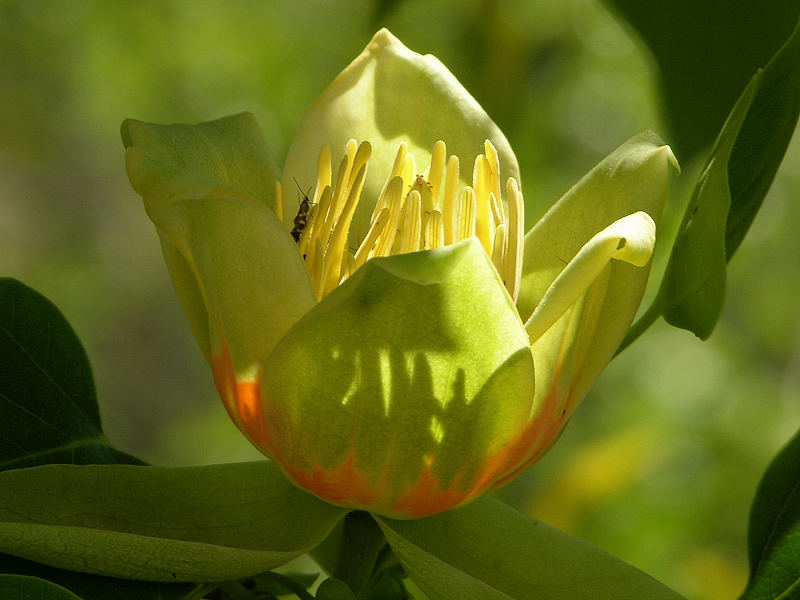 albero di tulipani