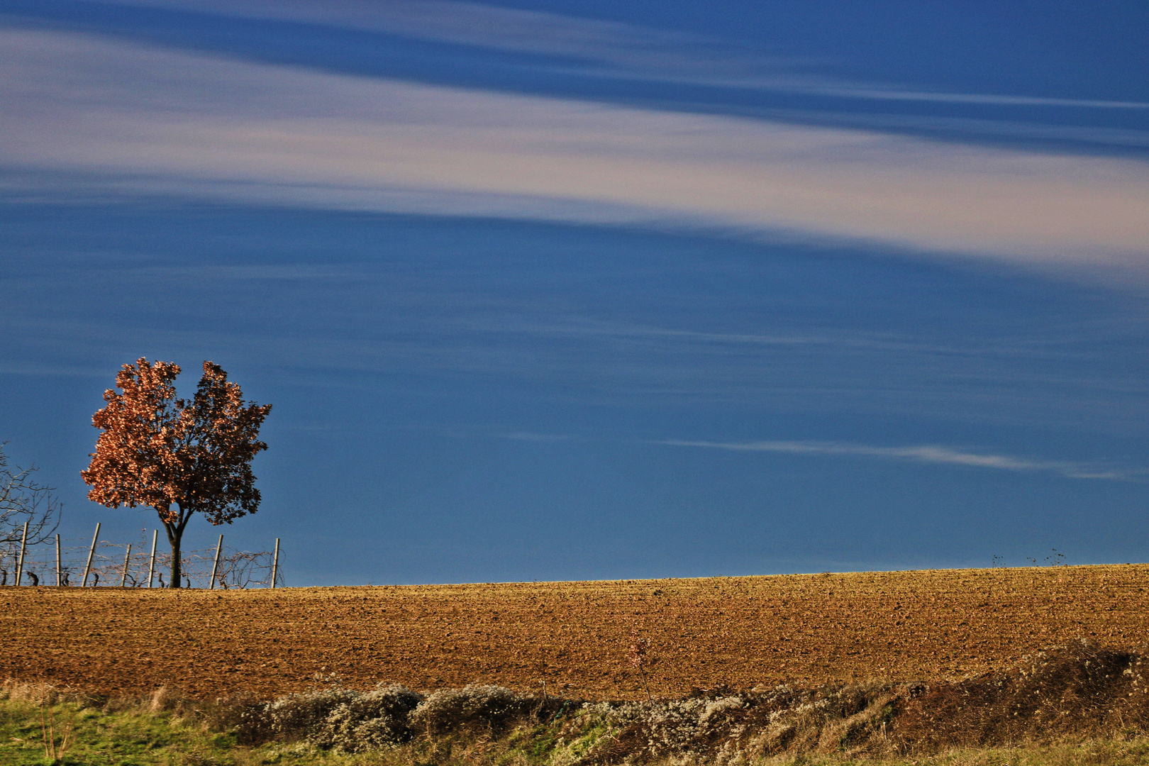 Albero d'inverno