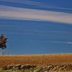 Albero d'inverno