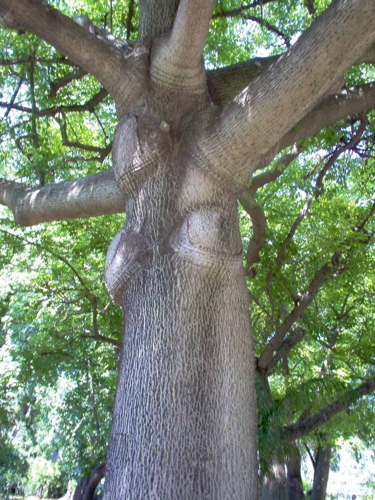 Albero donna