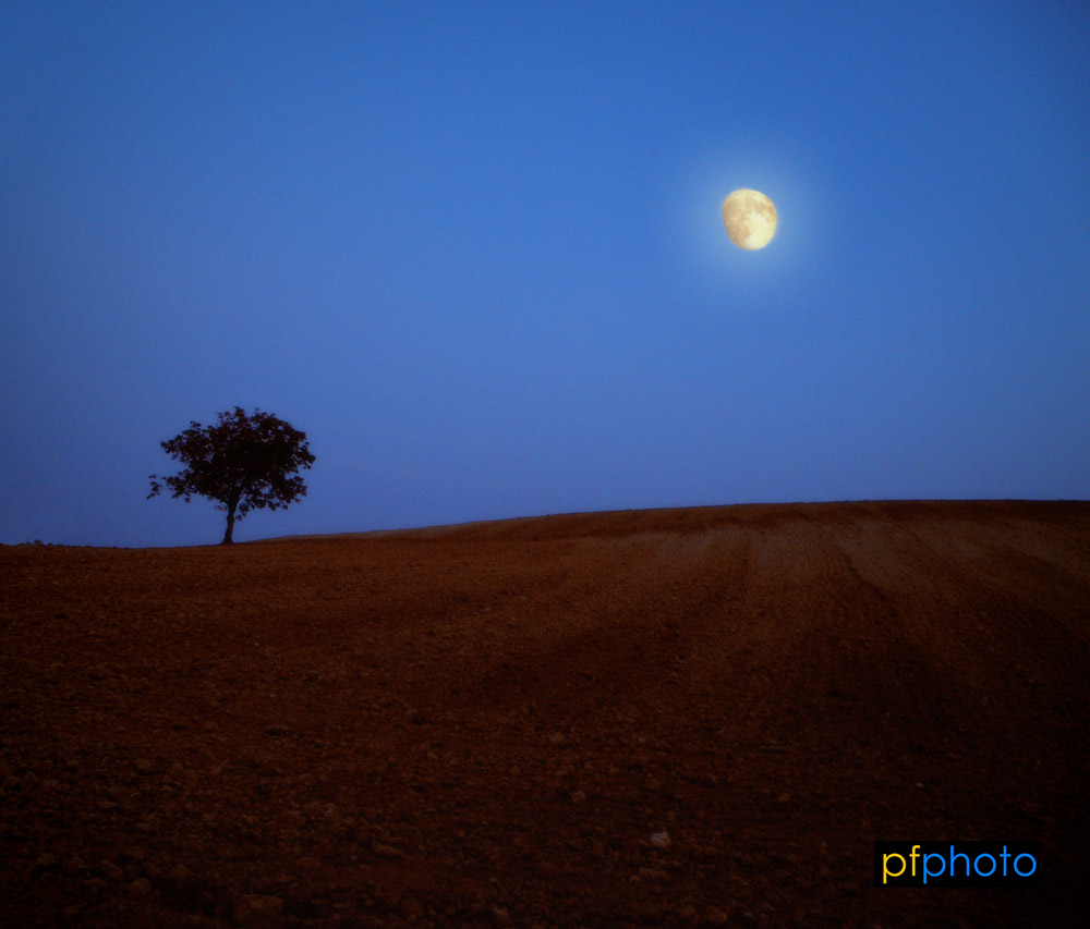 Albero e Luna