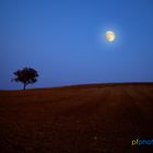 Albero e Luna