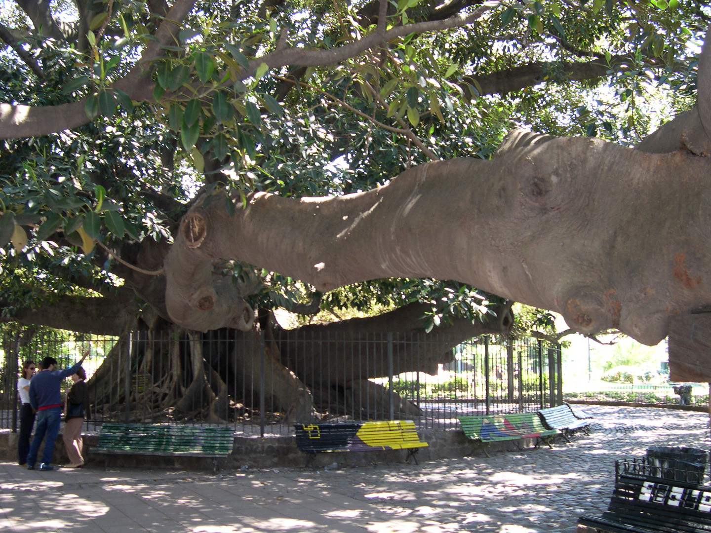 Albero gigante