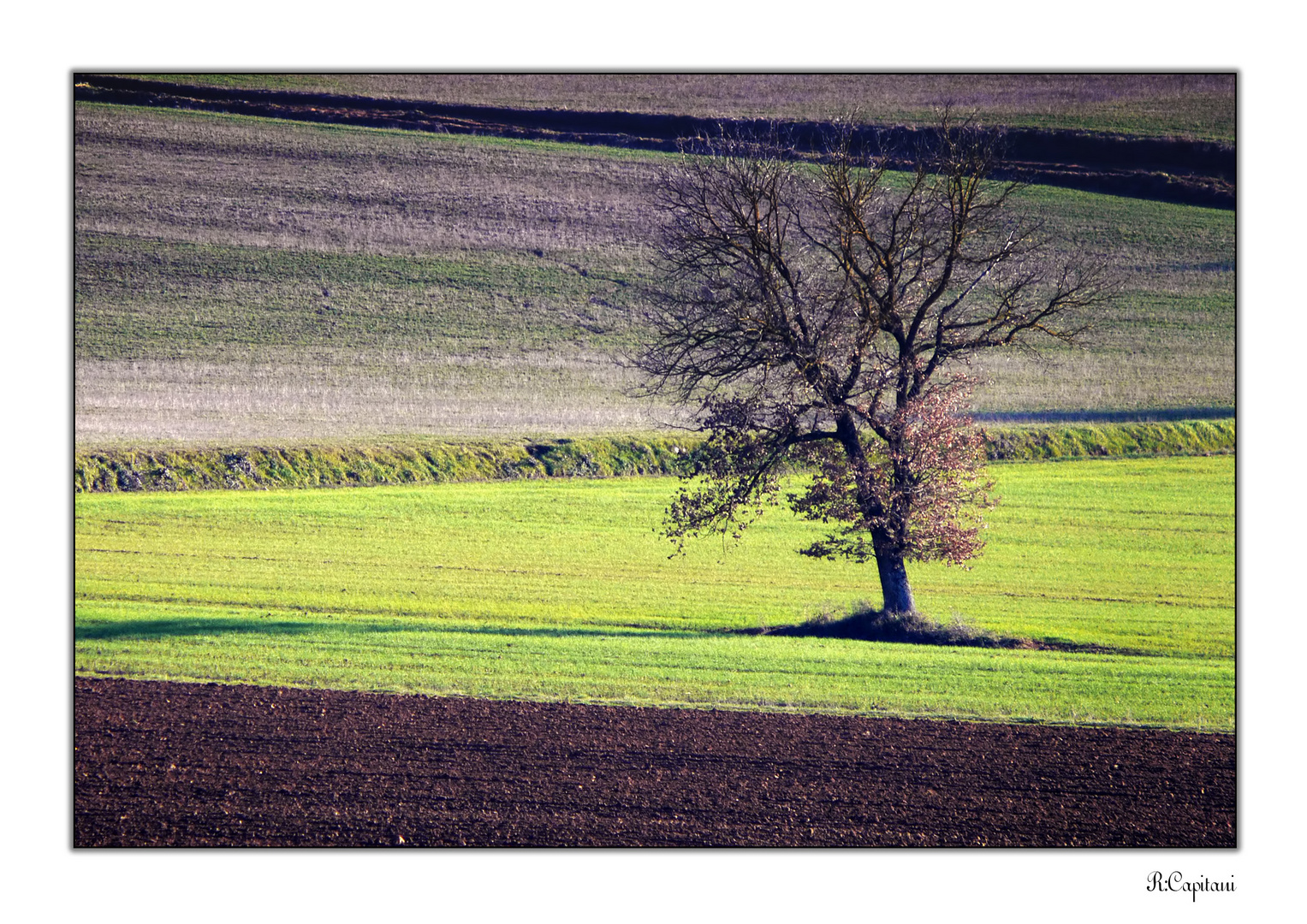 Albero guardiano