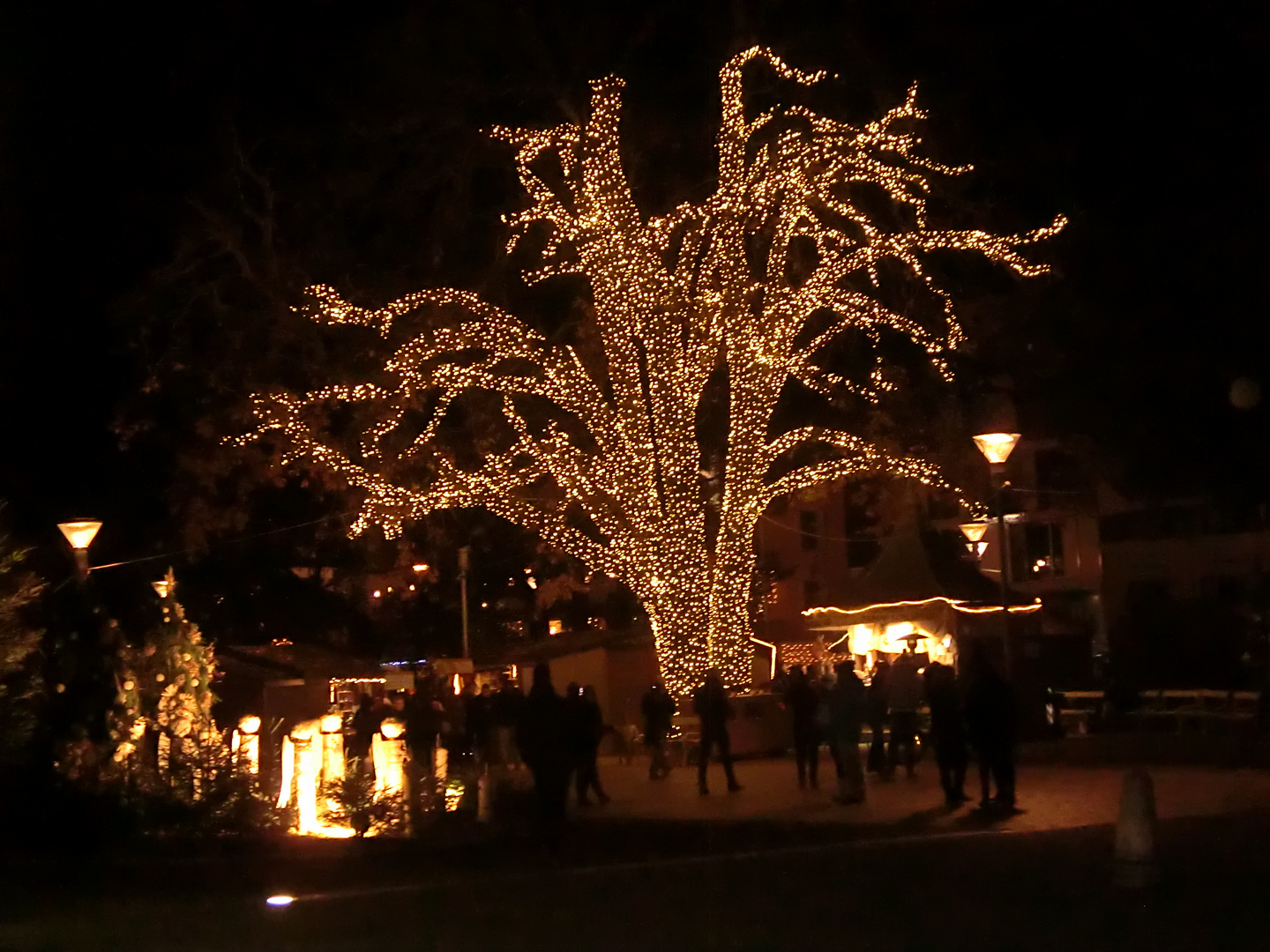 ALBERO ILLUMINATO