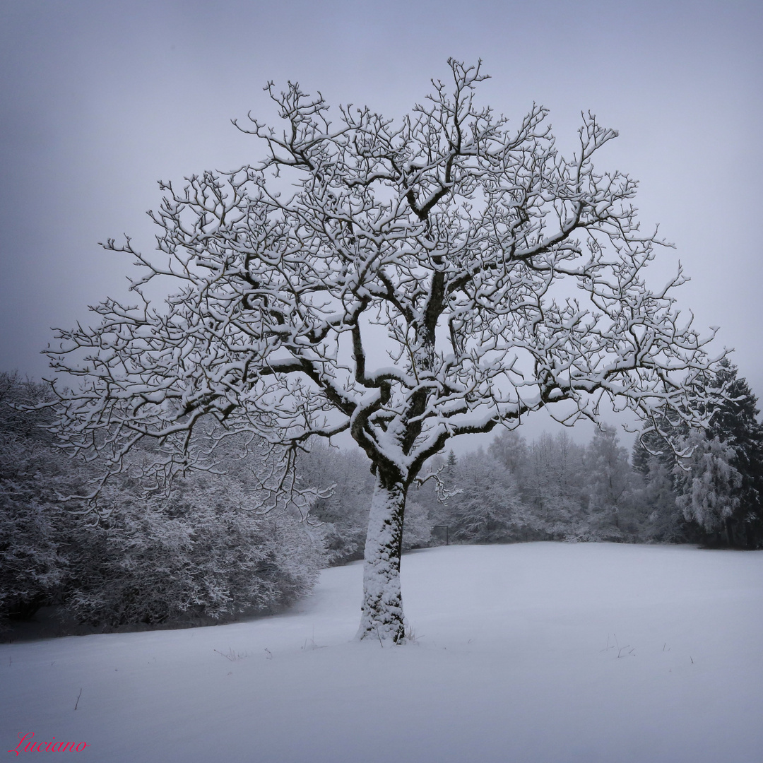 albero imbiancato