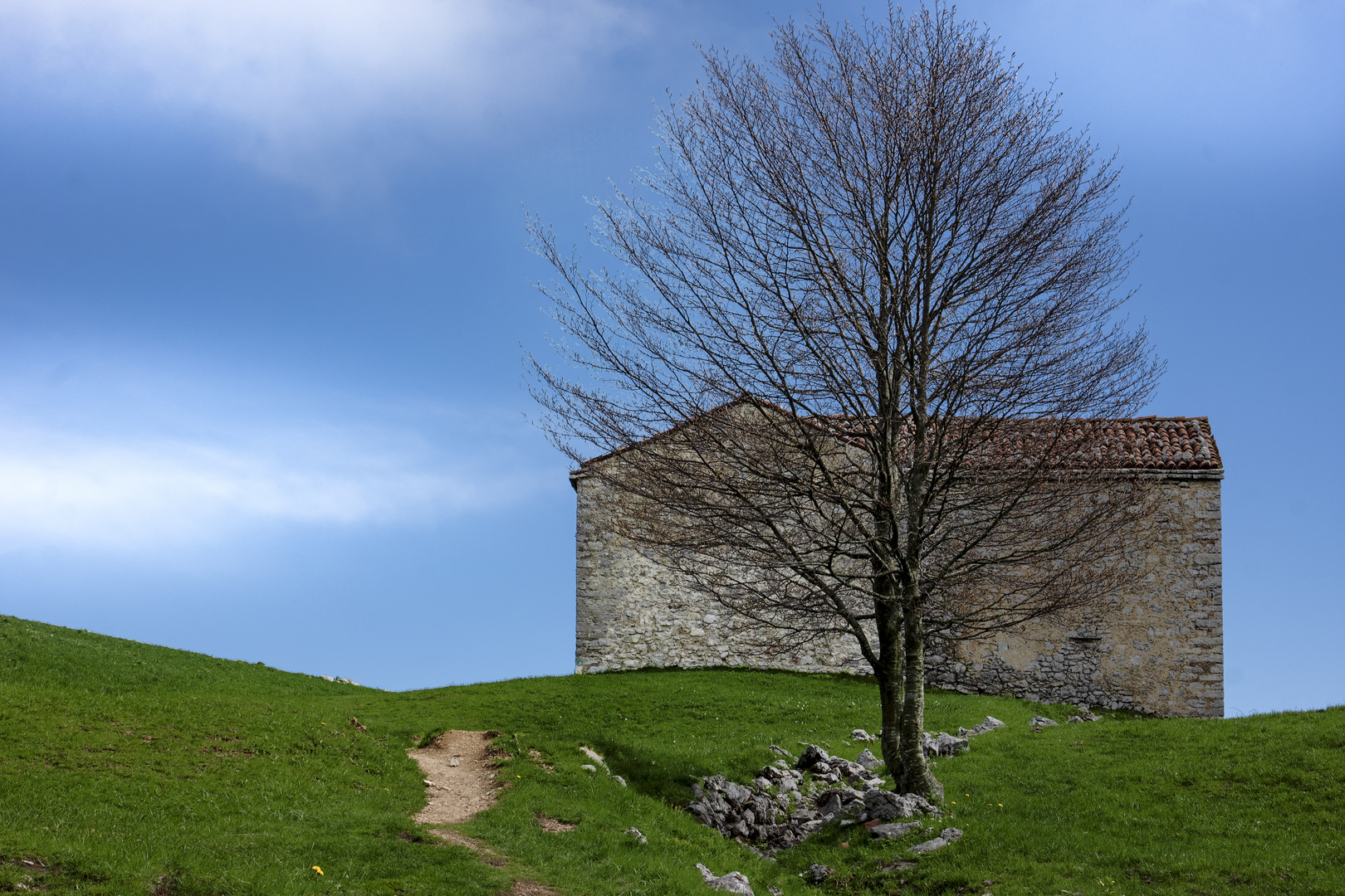 Albero impiccione