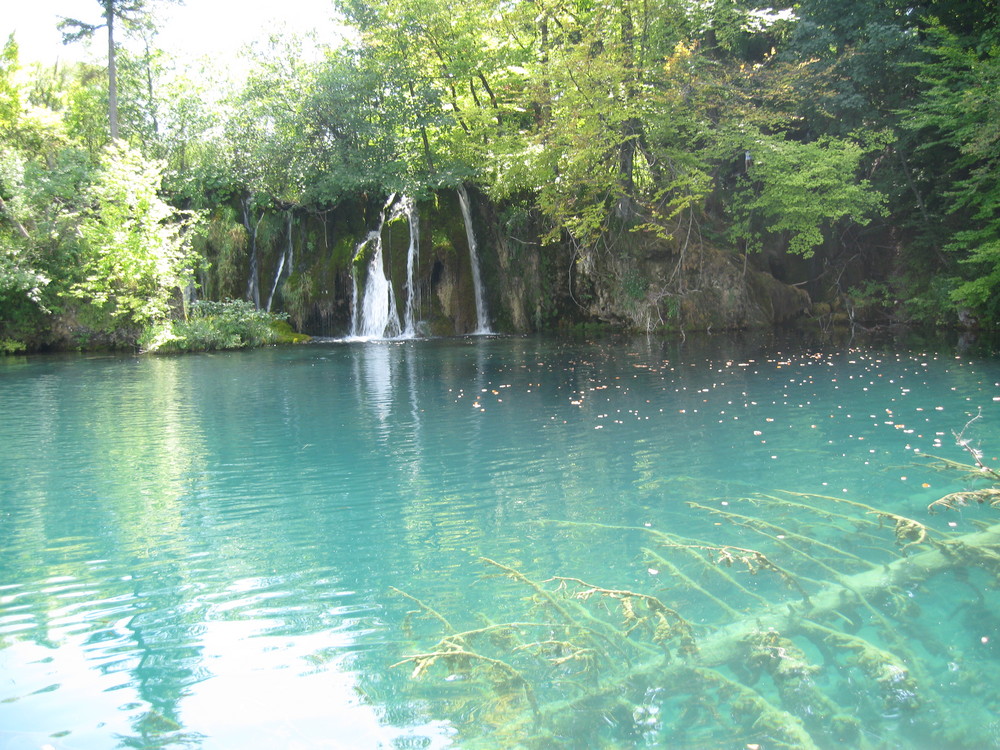 albero in acqua