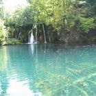 albero in acqua