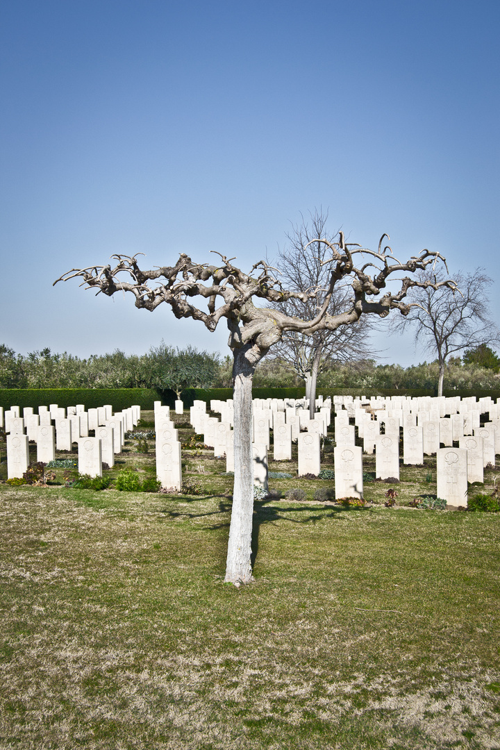 albero in cimitero Canadese (ortona)