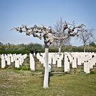 albero in cimitero Canadese (ortona)