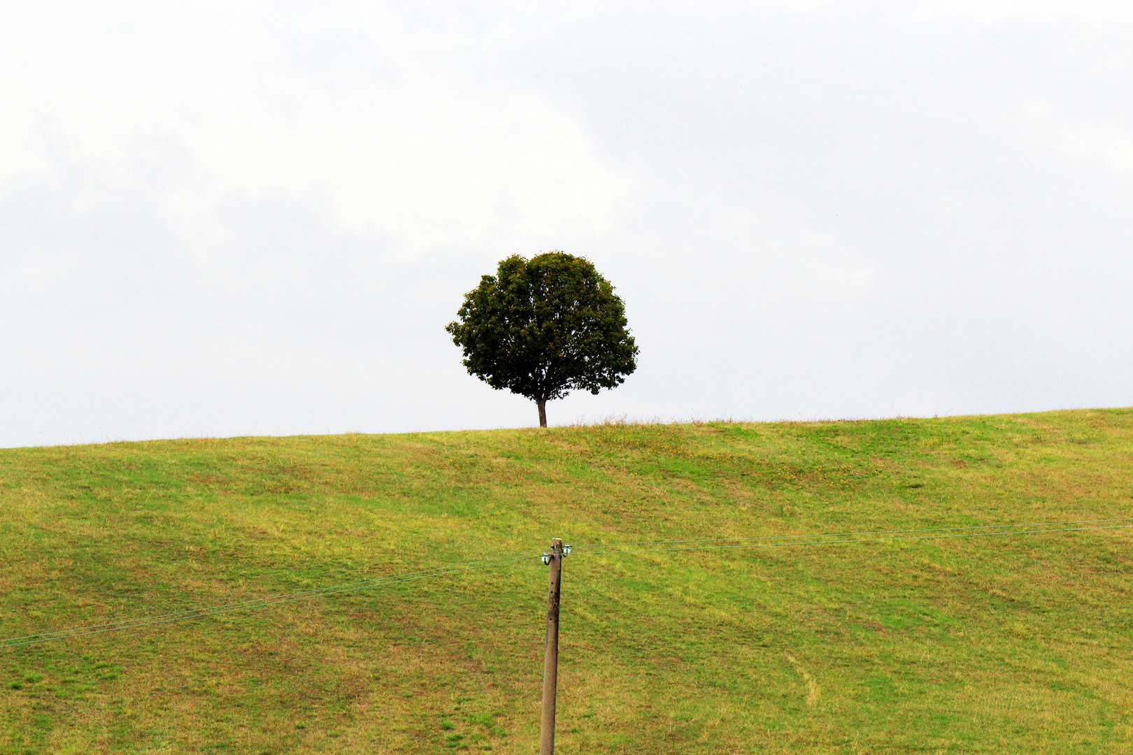 Albero in collina