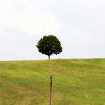 Albero in collina