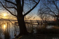 Albero in controluce