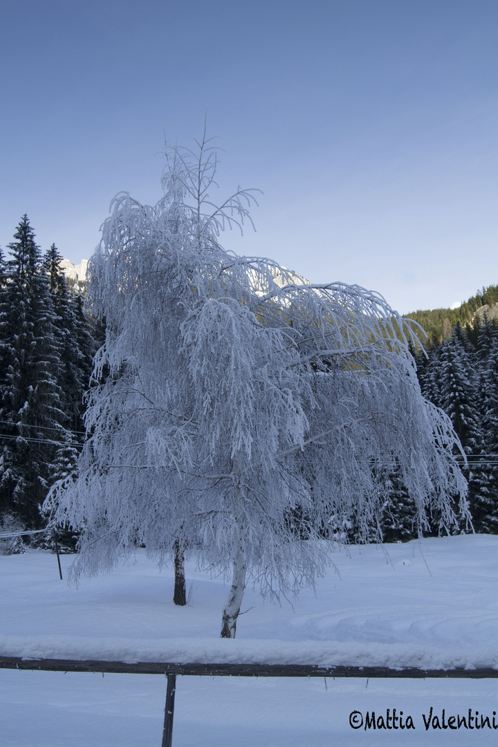 Albero innevato