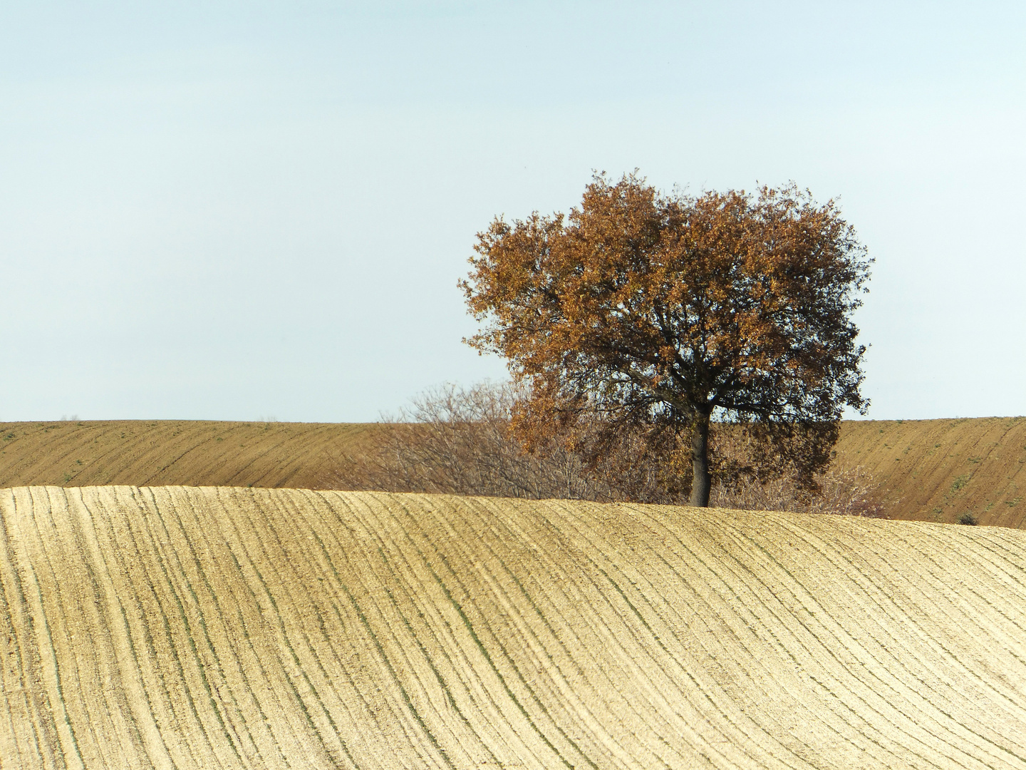 Albero isolato