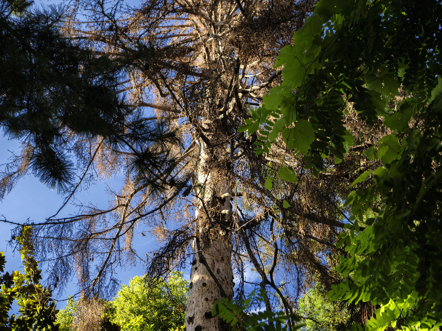 Albero malato