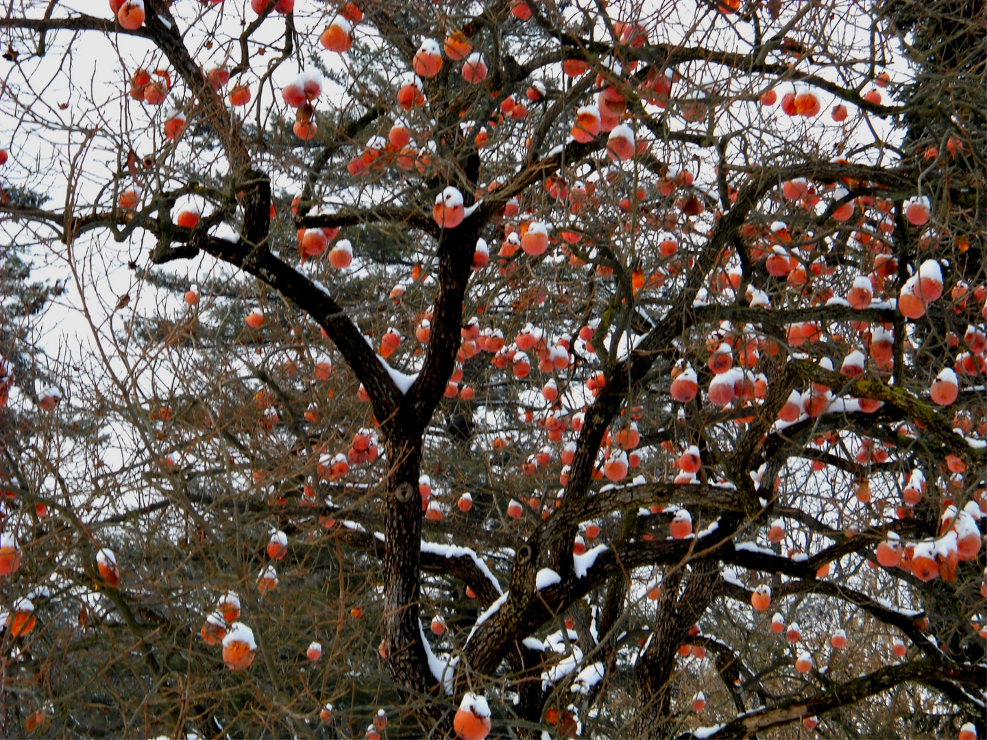 Albero Natalizio con cachi e neve