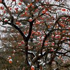 Albero Natalizio con cachi e neve