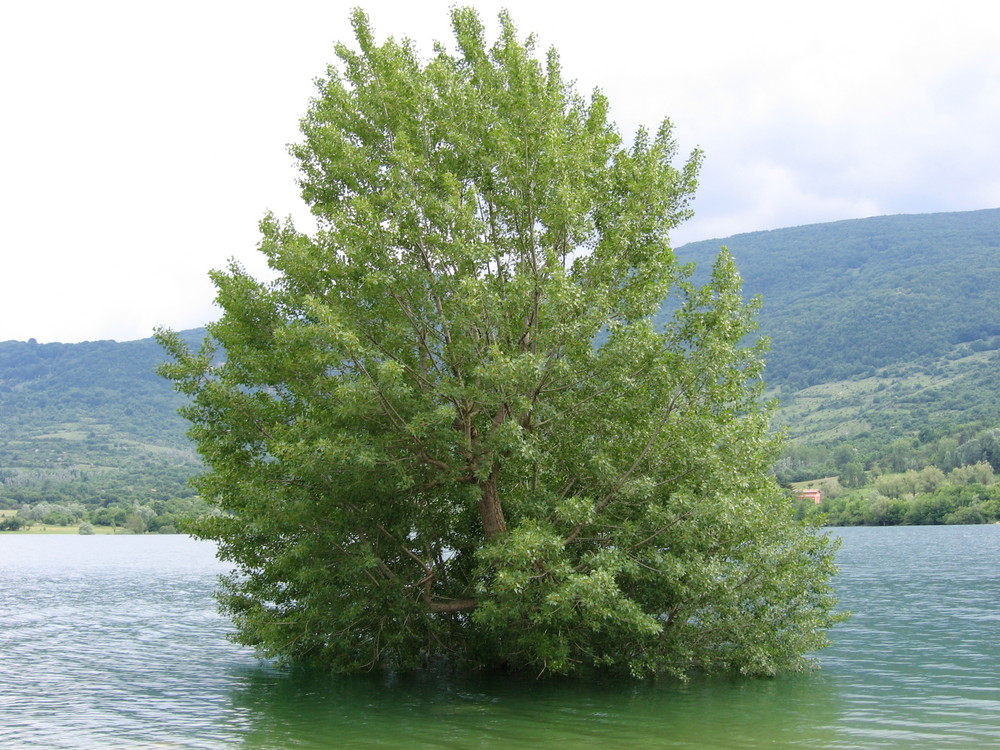 ALBERO NEL LAGO