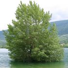 ALBERO NEL LAGO