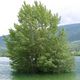 ALBERO NEL LAGO