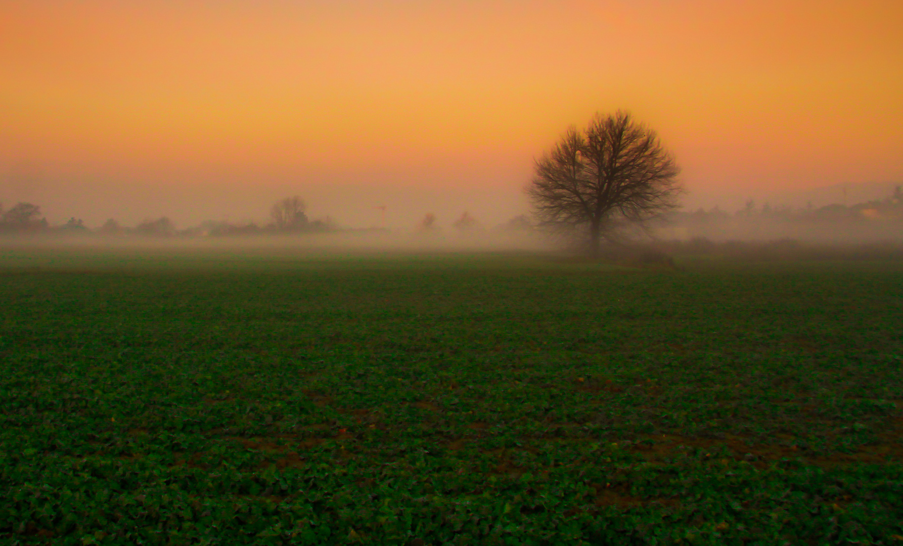 albero nella bruma 