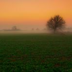 albero nella bruma 