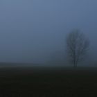 Albero nella nebbia