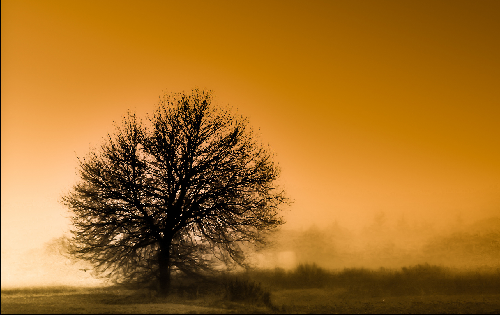 albero nella nebbia