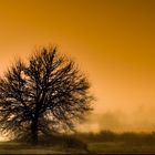 albero nella nebbia