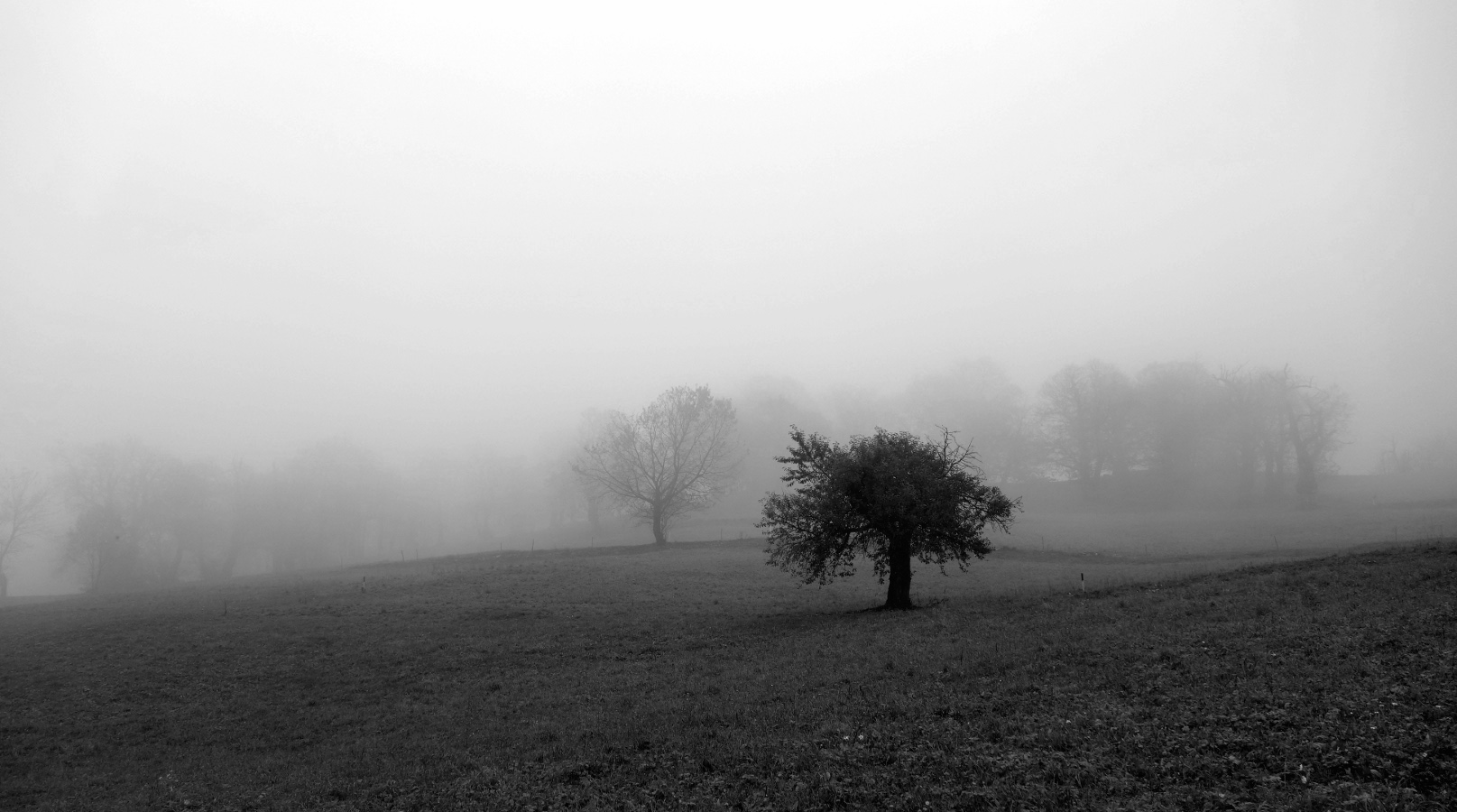 albero nella nebbia