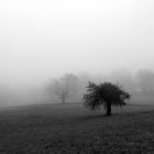 albero nella nebbia