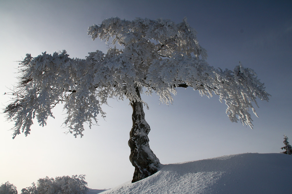 Albero nella neve