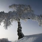 Albero nella neve