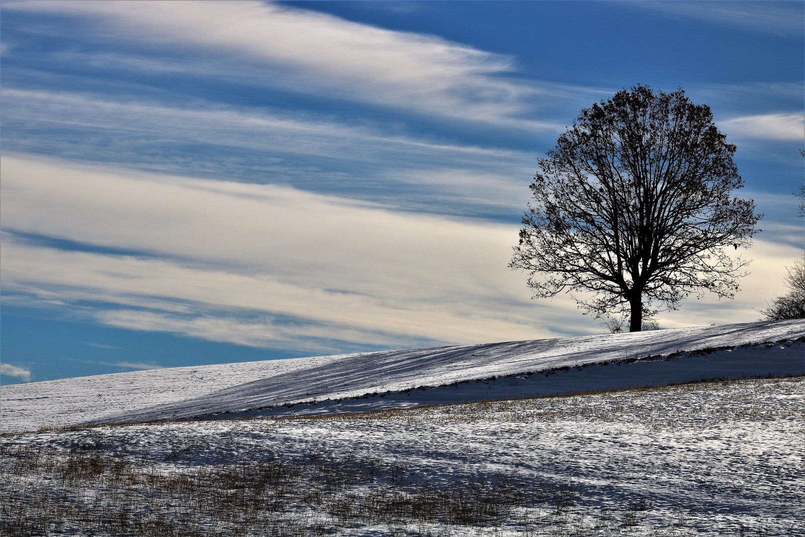 Albero nella neve