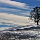 Albero nella neve