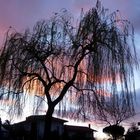 Albero piangente al tramonto