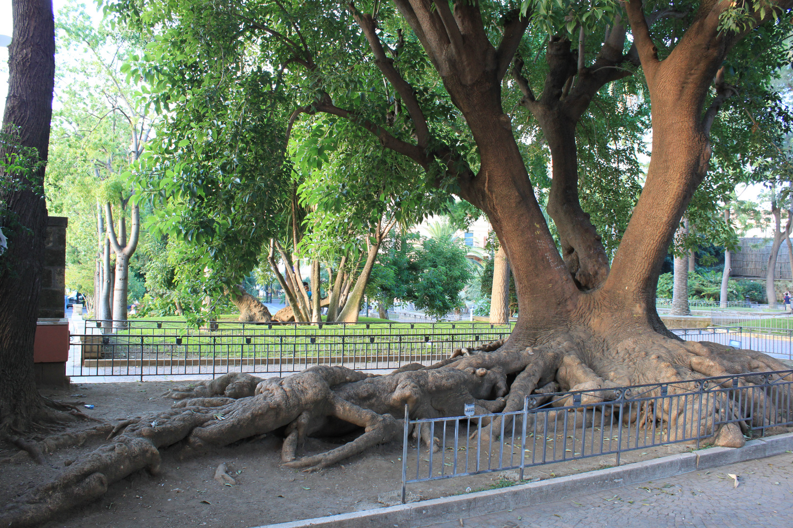 Albero Piedone