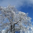 Albero pieno di neve