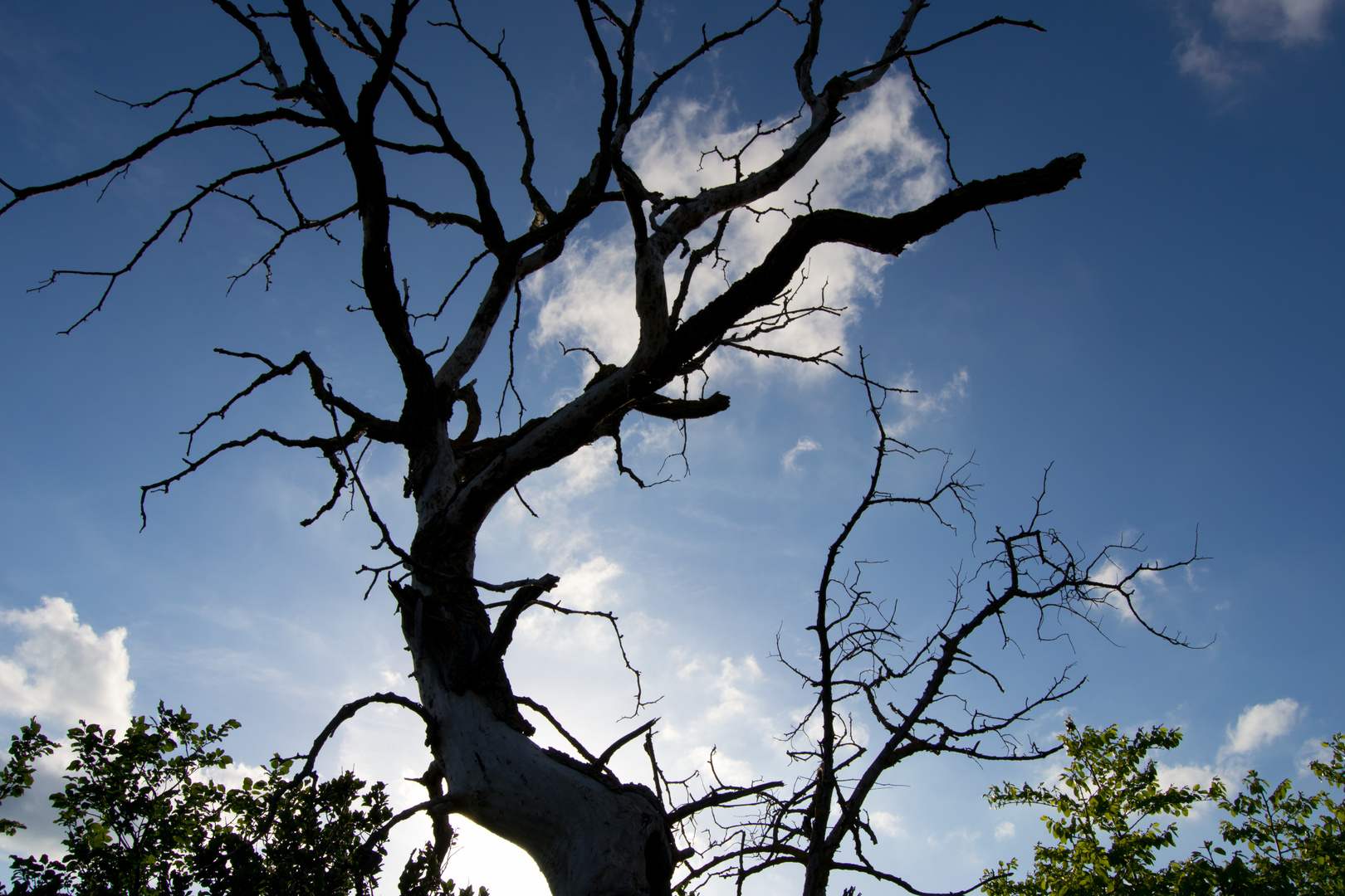 Albero Saturnia