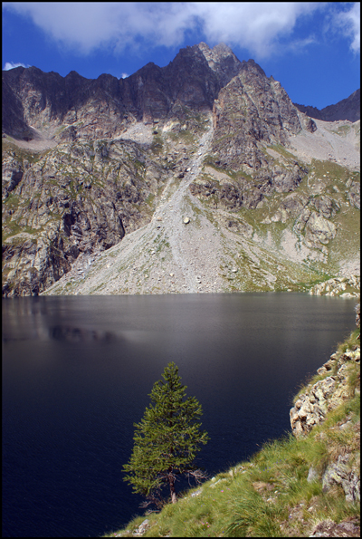 ALBERO SOLITARIO