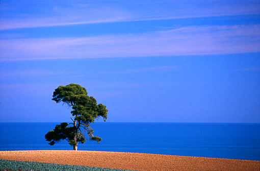 Albero Solitario