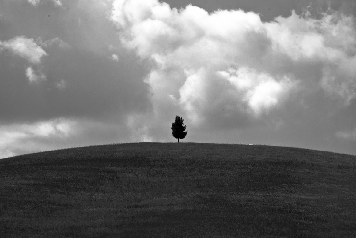 albero solitario