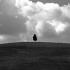 albero solitario