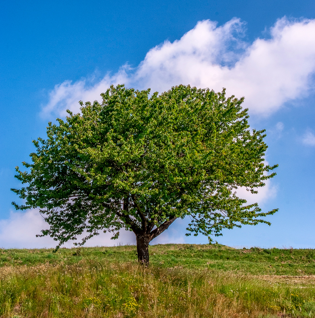 Albero solitario