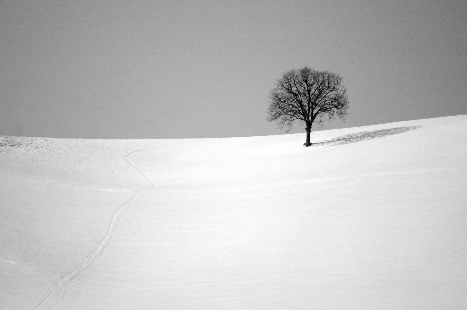 albero solitario