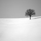 albero solitario